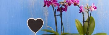  Orchidea – idealny walentynkowy prezent
