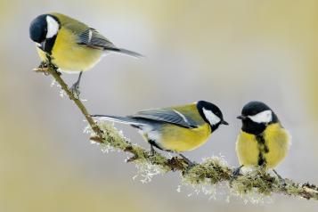 Les oiseaux alliés du jardin