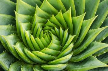 Les bienfaits des plantes d'intérieur