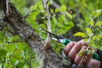 La taille des arbres fruitiers