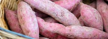 zoete aardappel kweken