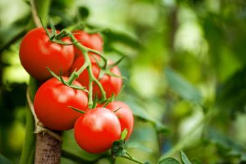 tomates