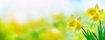 Daffodils in a field