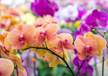 How to grow and care for Orchids
