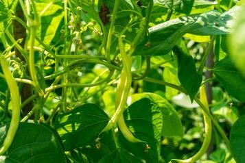 Image for Runner beans