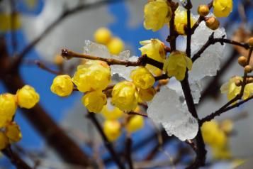  fleurs d'hiver
