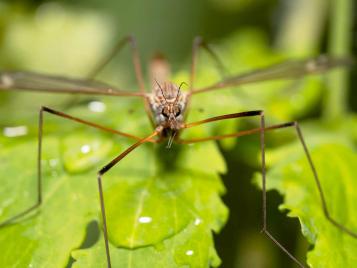 Adult crane fly closeup