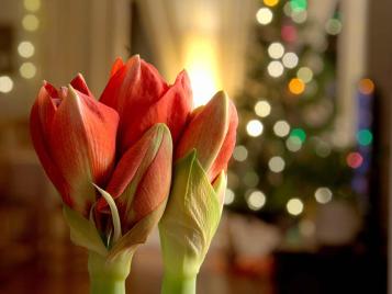 Amaryllis at Christmas