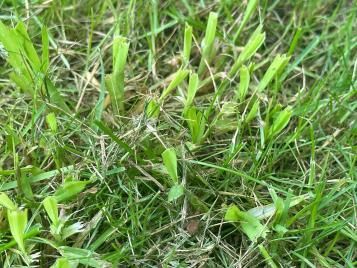 Annual meadow grass growing in a lawn