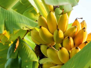 Banana fruit is unlikely to form in the UK climate
