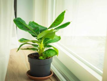 Dwarf banana plant growing indoors