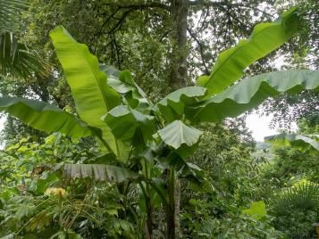 Banana plant growing outdoors