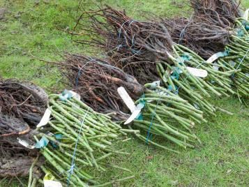 Bare-root rose plants ready for planting