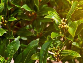 Bay Tree berries closeup