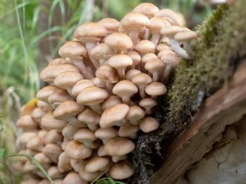 Honey fungus