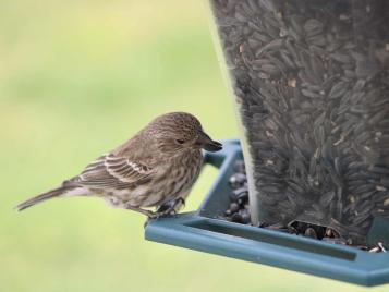 Bird eating sunflower seeds