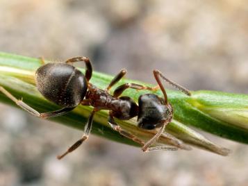 Black garden ant (Lasius niger)