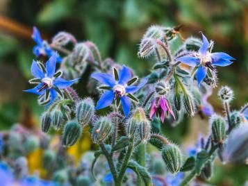 Borage flowers blooming in the springtime