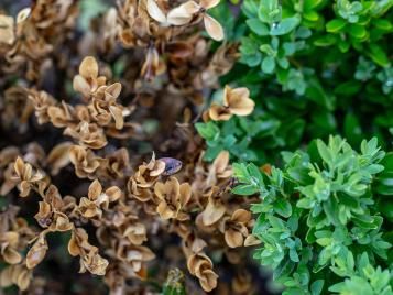 Boxwood Blight