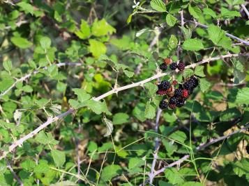 Bramble bushes