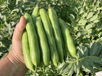 Longpod broad beans growing