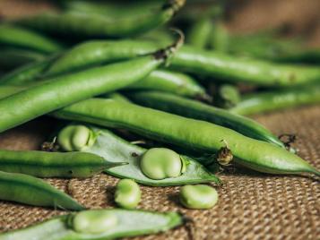 Freshly harvested broad beans