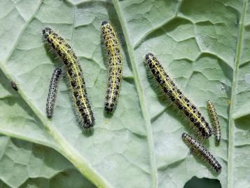 Cabbage White caterpillars