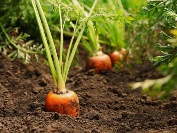 Carrots growing