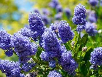 Ceanothus flowers closeup