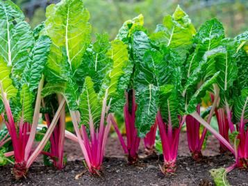 Chard salad leaves growing