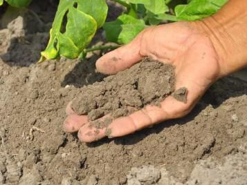 Checking the quality of your soil