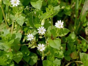 Chickweed with white flowers