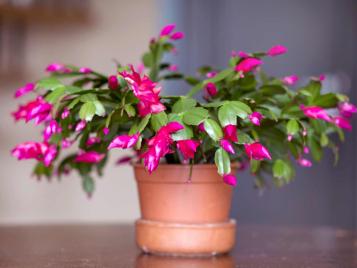 Christmas cactus in flower