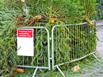 Christmas tree recycling point