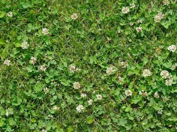 Clover weeds in lawn closeup