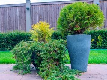 Evergreen plants in pots