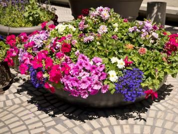 Pot of abundant summer flowers