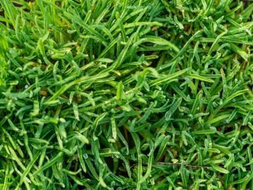 Couch grass closeup