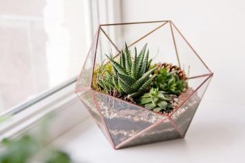 Create a Terrarium