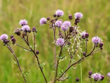Creeping thistle weed