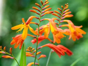 Crocosmia with orange flowers