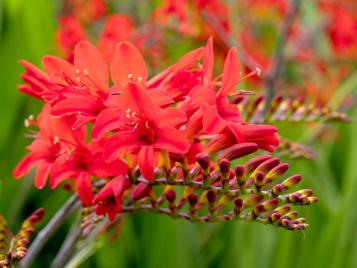 Crocosmia with red flowers