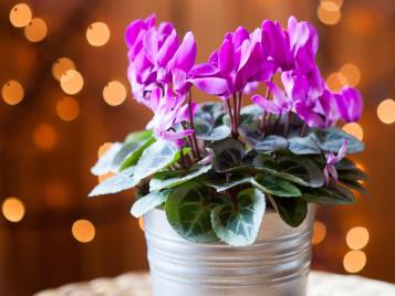 Cyclamen indoors in pot