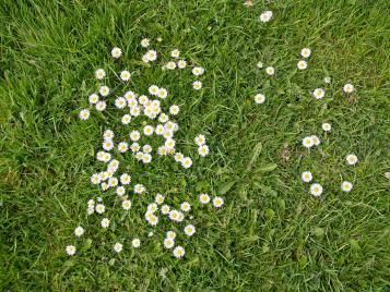 Daisies growing in a lawn