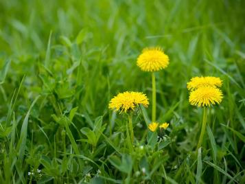 Dandelions growing in lawn grass