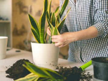 Dividing up snake plants