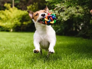 Dog playing on lawn