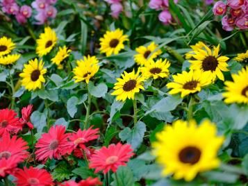 Dwarf sunflowers