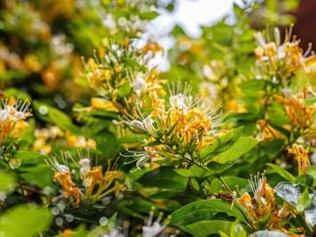 Well established honeysuckle bush