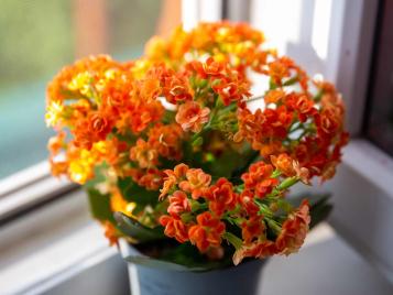 Kalanchoe (Flaming Katy)